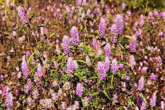 野外发现它就是发现了金矿,植物探矿小常识你也来学两招?