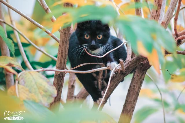 有次小黑猫爬树被发现了,互视那一霎那,竟有点呆萌!