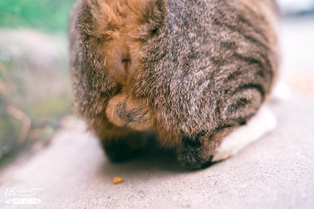 所谓狸猫呢,就是指身上披着虎纹的,橘猫蛋大军过后,下面献上狸猫蛋.