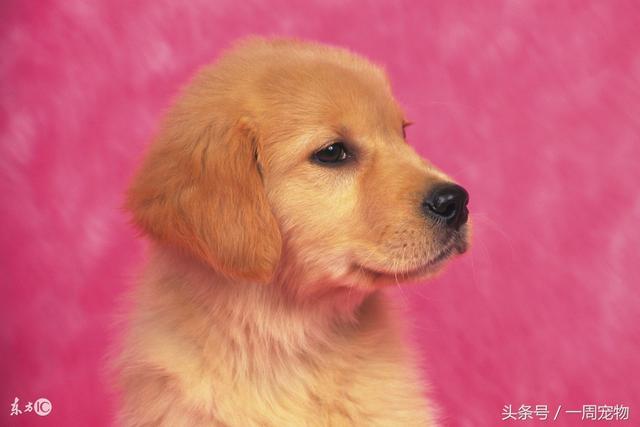 金毛狗疑难问题解答