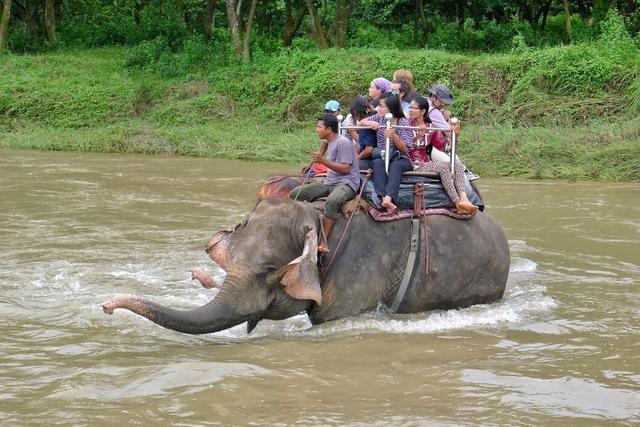 亲历: 在尼泊尔大象发飙, 因国内游客非常不恰当的举动