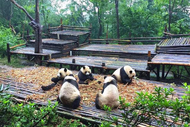 去成都必去的十个地方