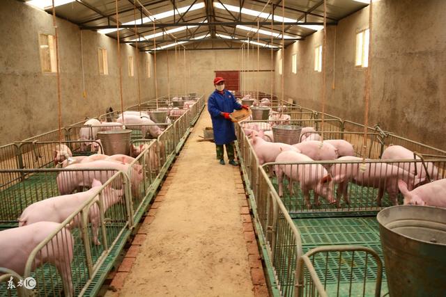 生猪生产发展空间受限,未来区域养殖总量保持稳定