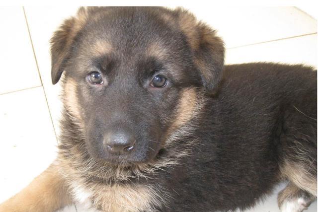 是德牧和中国本地狗杂交的优选后代,即昆明犬,共有3个品系,黑背,狼青