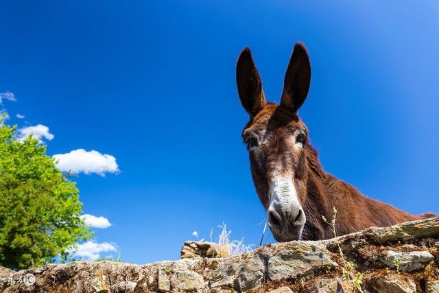 雨夜老驴登门求救穷汉救它主人一命不料竟得到一个漂亮媳妇