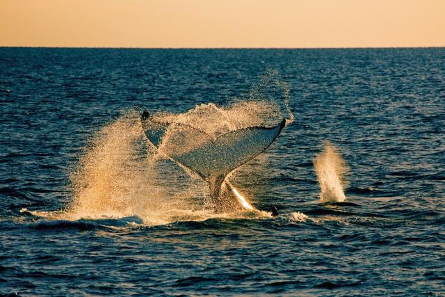 澳大利亚人真随性,75英里长的海滩命名就叫做"75英里海滩"|海滩|费沙