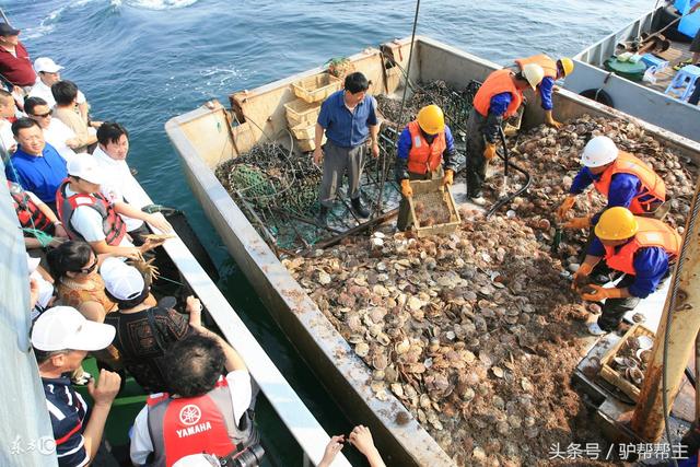 獐子岛扇贝逃跑上演第二季 跑去哪儿了