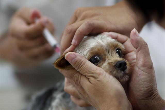 5年前被狗咬了, 到现在狂犬病才发作? 狂犬病的潜伏期有多久!