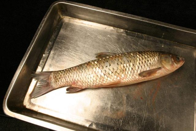 奶奶每到过年都会做的干炸鱼块,吃了20年,每次我都能吃一整条鱼