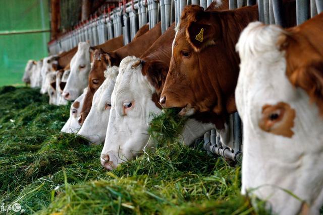 春季饲养奶牛用青贮饲料的安全的四个注意事项