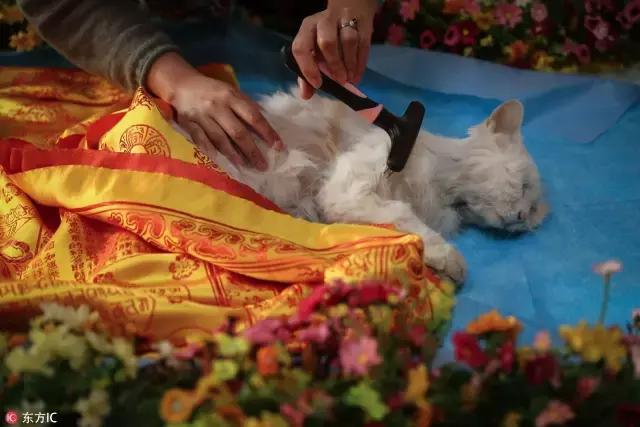 宠物殡葬师的一天