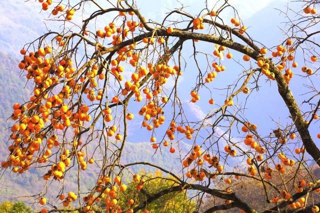 海南这个地方的秋色绝美撩人看一眼便惊艳一年