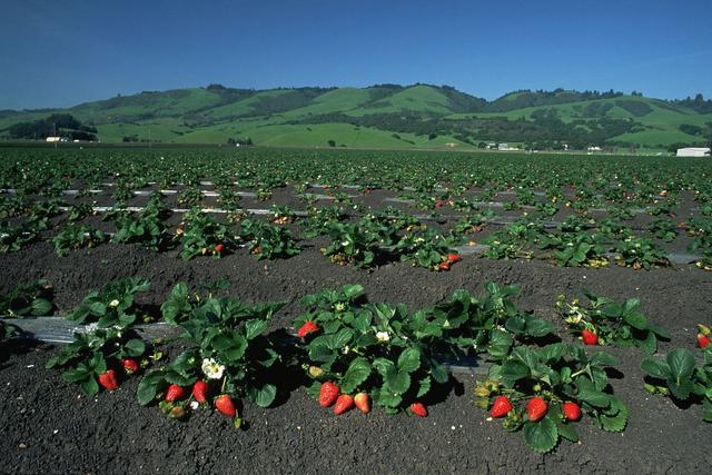 没有生活所迫的压力和疲惫,只有那一大片红绿相间的草莓地