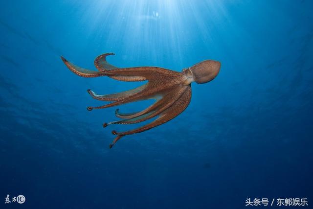 怎么样利用业余时间变得高大上|章鱼|查尔斯·林德伯格|豚草_新浪新闻