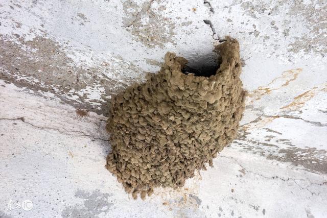 燕子的窝为什么形状不一样呢有的壶形有的半圆形