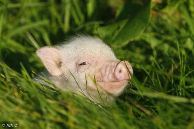 2018年生肖运程之蛇猪