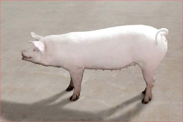 1,小白猪转世为人感动屠夫放下屠刀 坪阳乡谱头寨有一个姓吴的小男孩