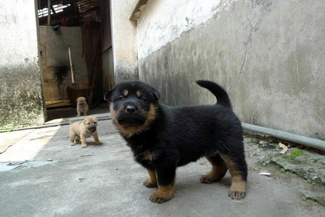 农村的四眼土狗, 传说能辟邪带财, 能看见常人看不见的东西