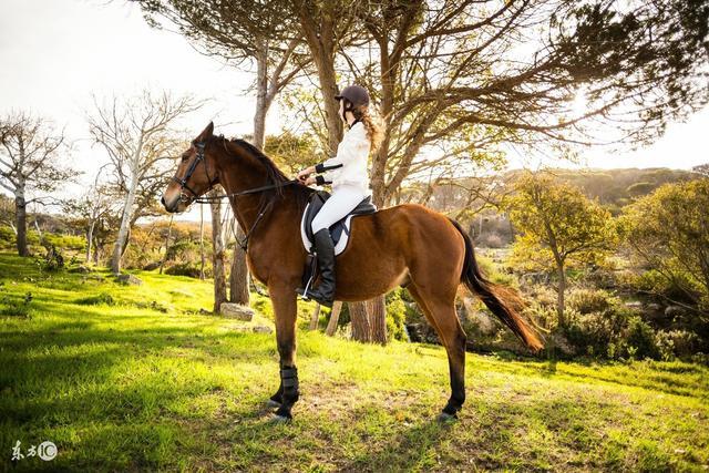 六月出世的属马人,生于此月的马男马女,此命为人品德不刚不柔,心中