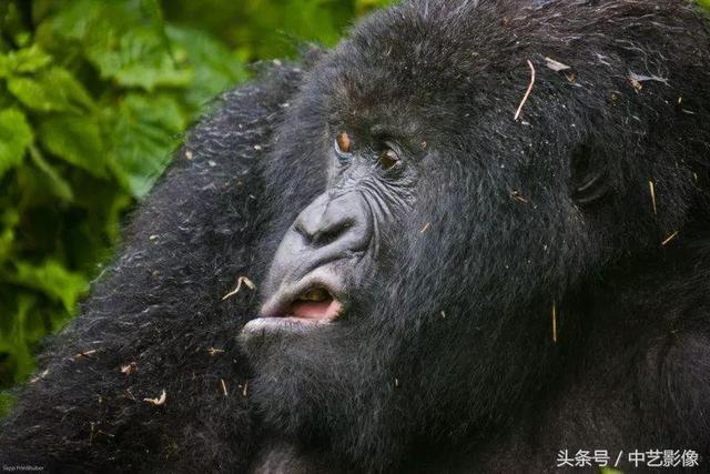 哈哈哈哈~史上最搞笑的動物照片, 小心別笑抽了