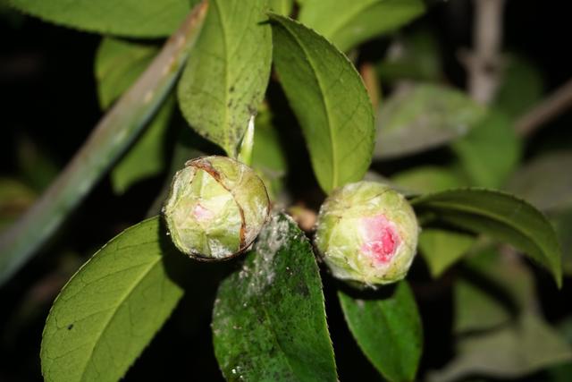 【摄品味】含苞欲放的茶花!|茶花|绿叶|艳阳_新浪网