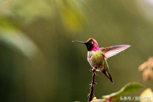 神奇的变色鸟 美艳令人惊讶