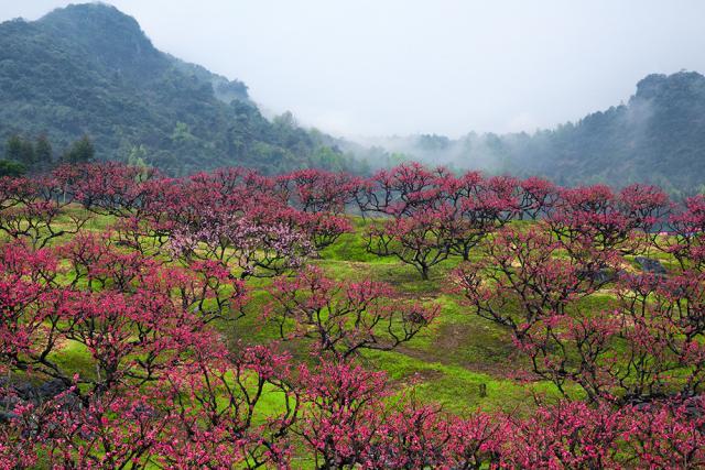 来翁源桃林邂逅你的怦然心动|桃花谷|翁源|桃花_新浪网