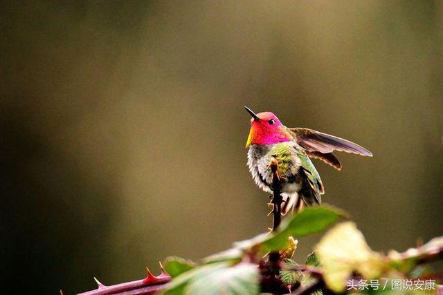 神奇的变色鸟 美艳令人惊讶