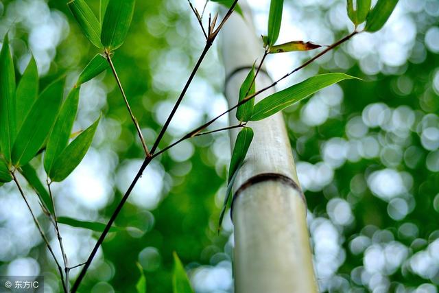 农民种竹子容易吗?您觉得竹子加工成什么最赚