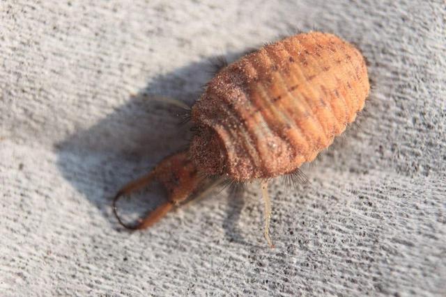 农村的"四大奇物",第一种半斤能卖500元,后两种老农也害怕