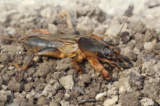 如今地牯牛的数量越来越少,但它的药用价值却越来越高,根据中药材的