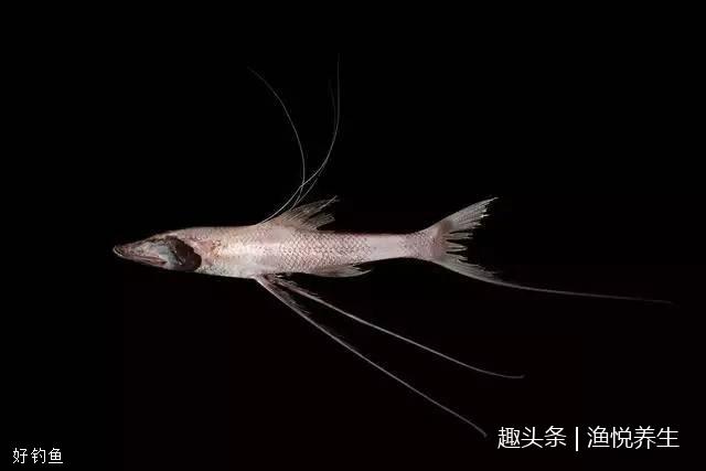 长耳朵,会走路的鱼,你们见过吗?