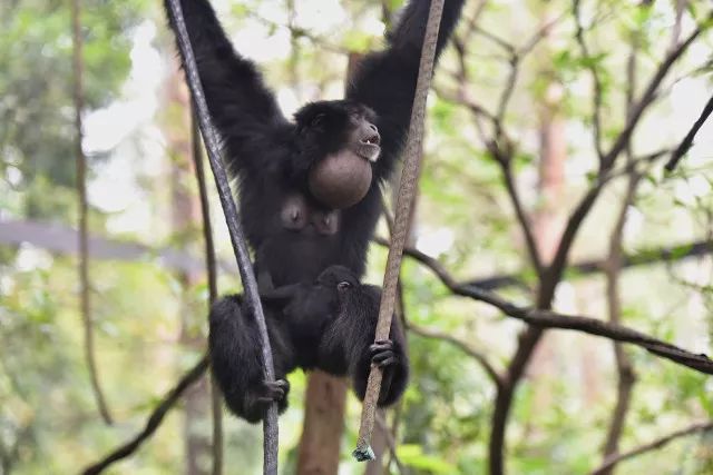 原来猩猩这么会撩凝视,飞吻,比心说来就来在雨林仙踪,人与动物的隔阂