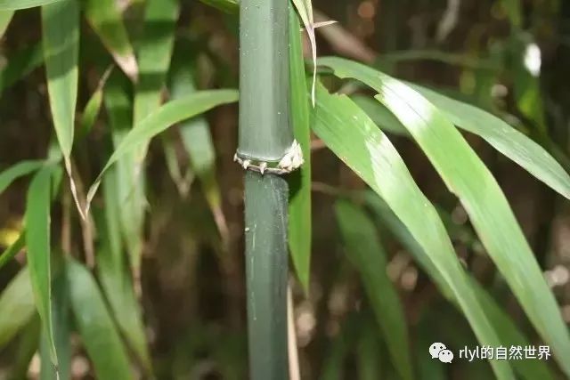 26种“竹子”大全|园林|刚竹|披针形_新浪新闻