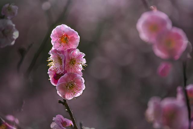 不用順光才能拍出翡翠般梅花來 攝影:耄耋一隻眼