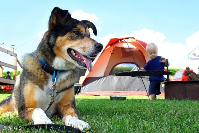 发现世界之美——带上狗狗去旅行,让你美的不要不要的!