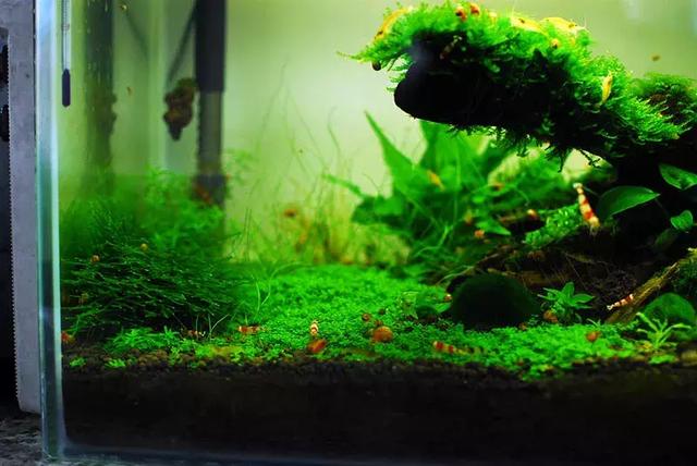 家居水景丨天然迷你矮虾缸造景教程(附水草种植方法)