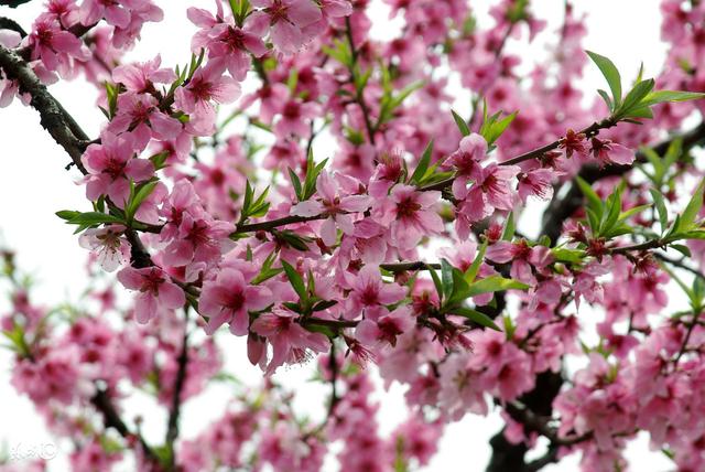哪个吉日生的属蛇人,明年起100%桃花追着跑,好姻缘自动寻上门!