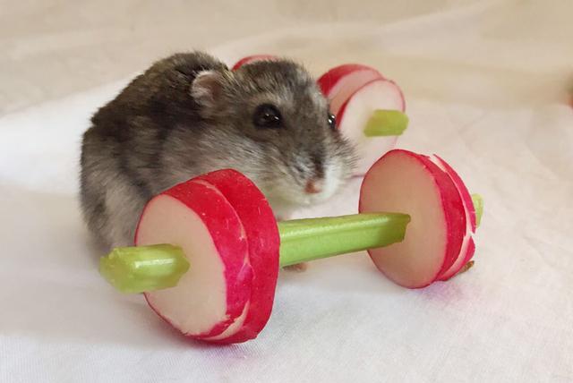 仓鼠不爱做运动,于是它的主人就给它做了这些