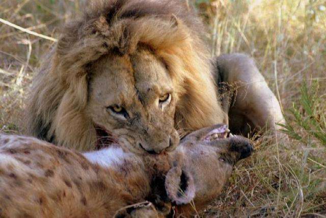 骨骼在他们的嘴里, 就像我们吃爆米花|骨骼|爆米花|鬣狗_新浪新闻