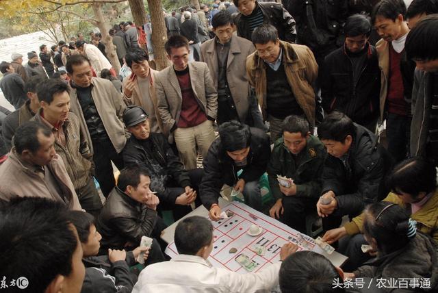 农村赌博现象屡禁不止,伤情又伤财,国家出手整治,农民请悠着点
