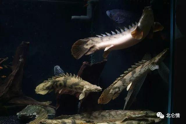 恐龙鱼, 很少见的古老鱼类