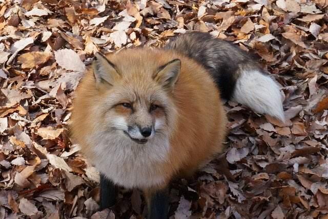 宠物换毛前和换毛后完全是两只动物,也太夸张了吧|宠物|猫咪|狐狸