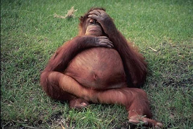 怀孕的动物也是如此可爱,那大猩猩痛苦的表情