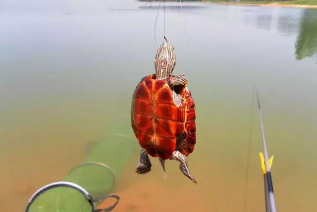 我在广东湛江303水库钓到十几只"乌龟"