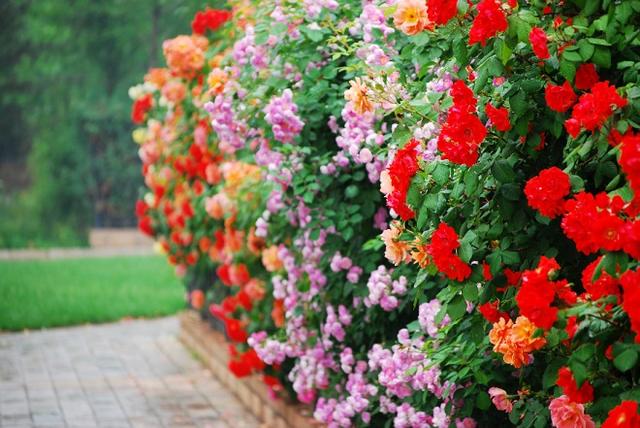 绿篱|农庄|围墙_新浪新闻