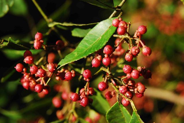 女人不想老太快,每天吃点它,卵巢呵护好,排出毒素容颜不老!