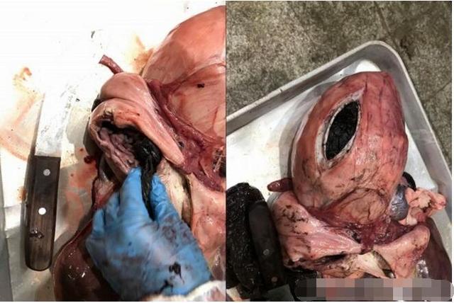 吃不下却很饿,瘦弱小虎鲸搁浅亡,胃藏18个垃圾袋!