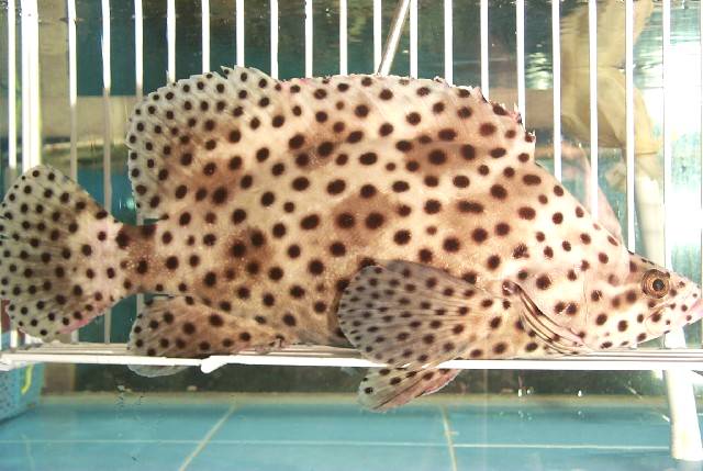 海红斑苏眉沙尖鱼——多鳞鱚黄墙,黄脚鲻——黄鳍鲷武昌鱼——团头鲂