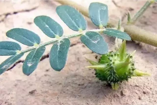 被人称之为鬼见愁的古代军事暗器铁蒺藜